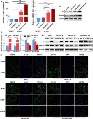 DGCR8/miR-106 Axis Enhances Radiosensitivity of Head and Neck Squamous Cell Carcinomas by Downregulating RUNX3